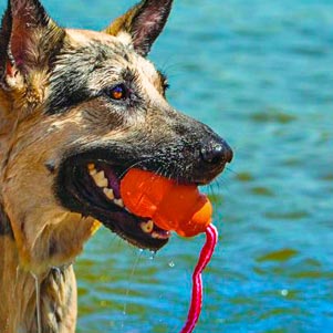 Hračky pro psy, které plavou na vodě
